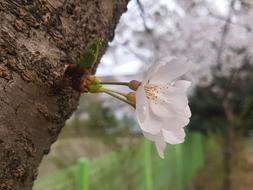 Cherry Blossom Wood Tree