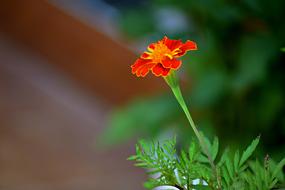 Summer Flower Nature