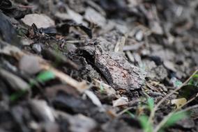 Nature Camouflage Animal World