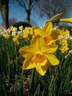 Plant Nature Flower Narcissus