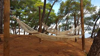 Wood Tree Nature