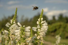 Closeup Nature Bumblebee