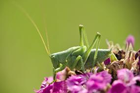 Flower Grasshopper Nature Close