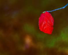 Nature Flower Leaf