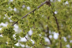 Tree Plant Nature