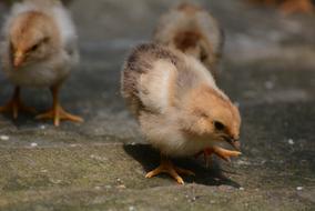 Yellow chicken on the ground