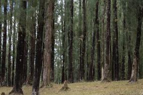 Wood Tree Nature