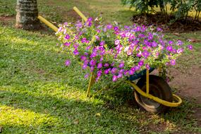Garden Flower Lawn