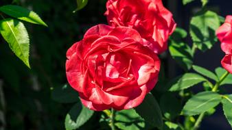 Rose Flower Blossom