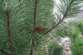 Pine Evergreen Needle