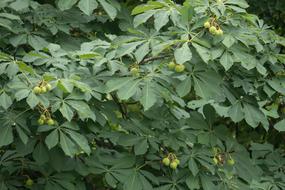 Chestnut Leaves Fruits