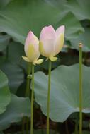 Flower Plant