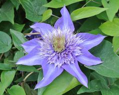 Clematis Blue Blossom