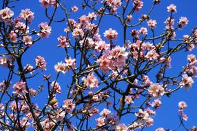Almond Tree Flowers White