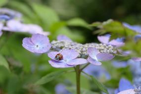 Hydrangea Blue
