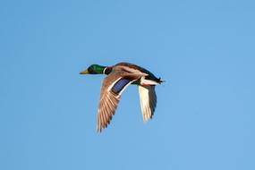 Birds Nature Wild Life