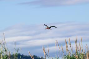 Birds Nature Sky Open