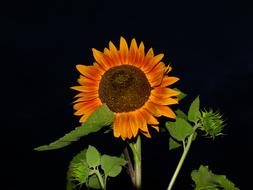Nature Flower Plant