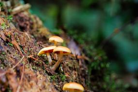 Mushroom Nature Moss
