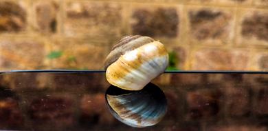 Shellfish Snail Nature