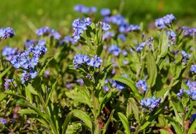 Forget Me Not Bloom Meadow Pointed