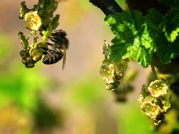 Bee Macro Close-Up Photography