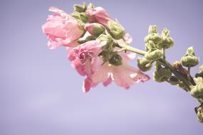 Stock Rose Pink Hollyhock
