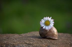 snail flower earth