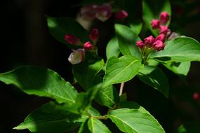 Flowers Pink Blossoms