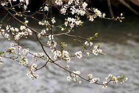 flowers branches water