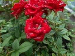 Roses Raindrops Flower