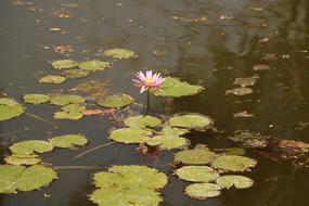 Pool Lake Lotus