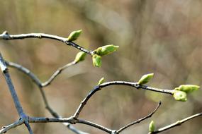 Tree Nature Plant