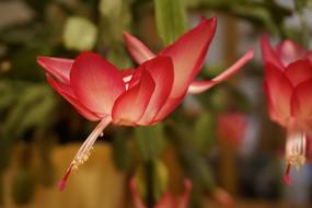 red wet flower
