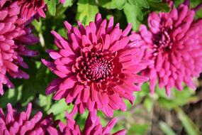 Flower Chichewa Live Vivid Color