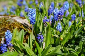 Muscari Common Grape Hyacinth