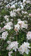 Flower Plant Garden
