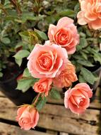 Flower Bloom Plant