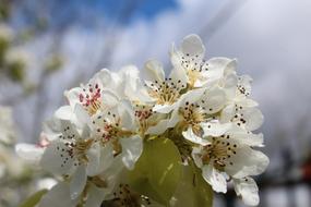 Flower Plant Nature