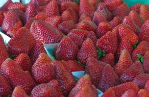Fresh delicious strawberries in a box