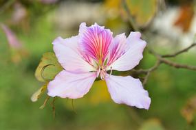 The flower branch is beautiful