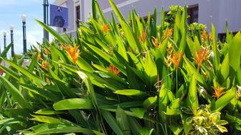 Flora Leaf Nature