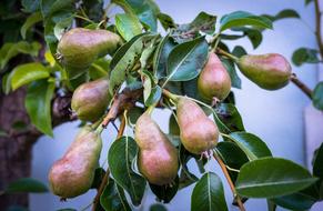 Pears Tree Shrub Garden