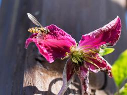 Hoverfly Flower Pollen