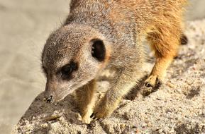 Meerkat Animal Nature