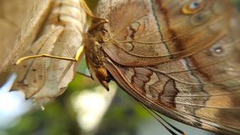 Nature Insect Animal