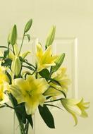 United Glass Flower Yellow macro