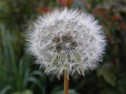 Dandelion Nature Plant