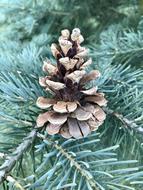 Cone Forest Pinecone