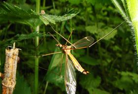 Nature At The Court Of Insect